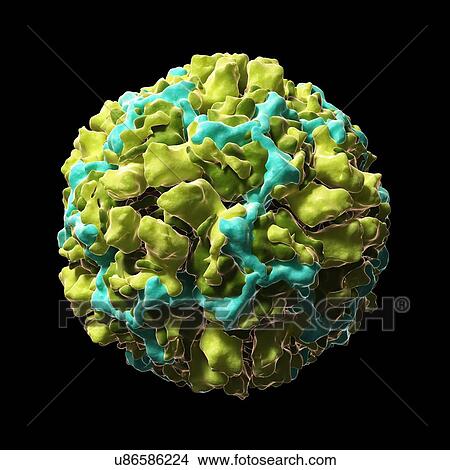 Stock Illustration - Human rhinovirus 16, artwork. Fotosearch