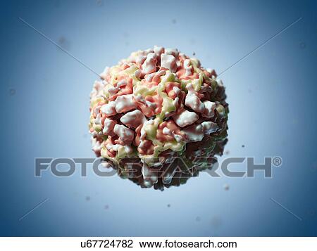 Human rhinovirus 16 particle, artwork View Large Illustration Drawing - Human rhinovirus 16 particle, artwork. Fotosearch