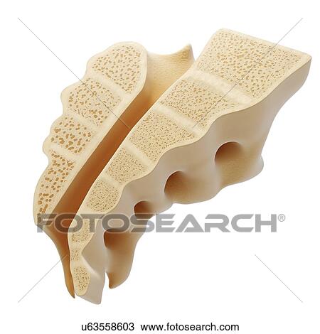 Drawing - Human sacrum, artwork. Fotosearch