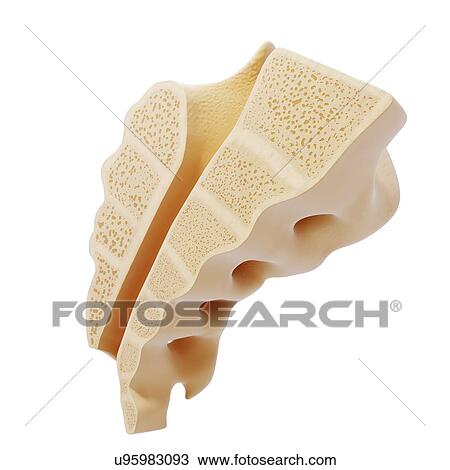 Human sacrum, artwork View Large Illustration Drawing - Human sacrum, artwork. Fotosearch