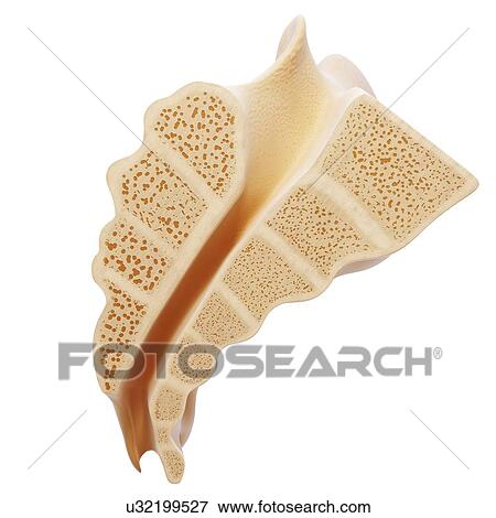 Human sacrum, artwork View Large Illustration Stock Illustration - Human sacrum, artwork. Fotosearch