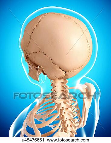 Clip Art - Human skeleton, artwork. Fotosearch