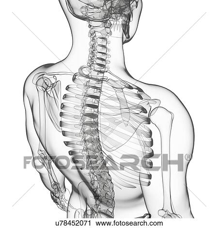 Clip Art - Human skeleton, artwork. Fotosearch