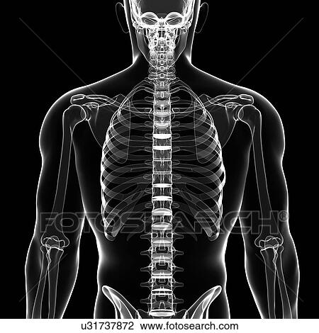 Drawing - Human skeleton, artwork. Fotosearch