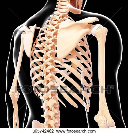 Human skeleton, artwork View Large Illustration Drawing - Human skeleton, artwork. Fotosearch