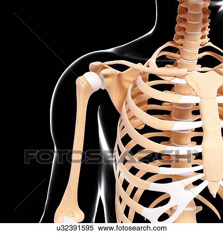 Stock Illustration - Human skeleton, artwork. Fotosearch