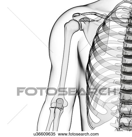 Human skeleton, artwork View Large Illustration Stock Illustration - Human skeleton, artwork. Fotosearch