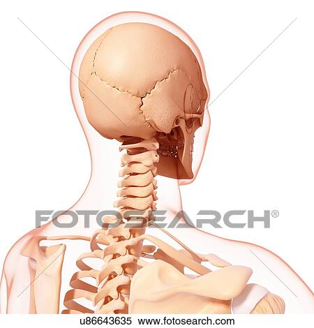 Stock Illustration - Human skeleton, artwork. Fotosearch