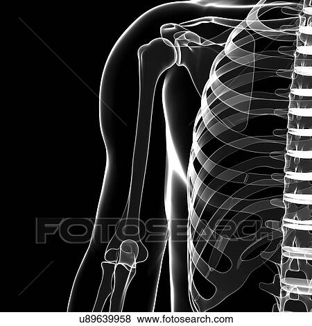 Human skeleton, artwork View Large Illustration Stock Illustration - Human skeleton, artwork. Fotosearch