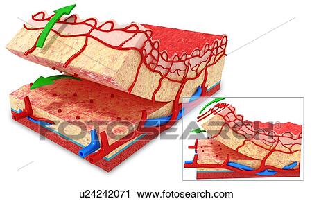 Human skin anatomy, artwork View Large Illustration Clip Art - Human skin anatomy, artwork. Fotosearch