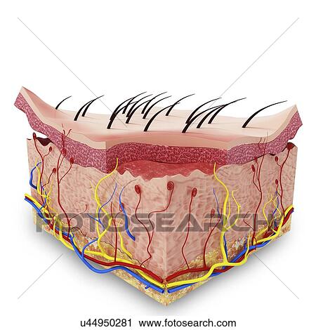 Clip Art - Human skin anatomy, artwork. Fotosearch