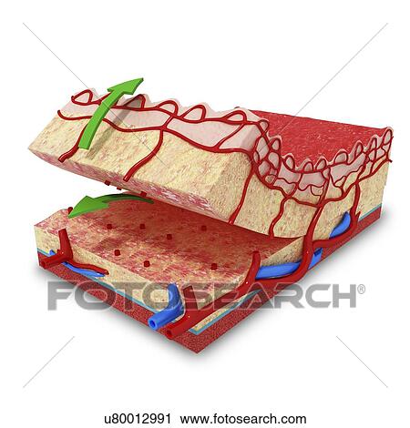 Clip Art - Human skin anatomy, artwork. Fotosearch