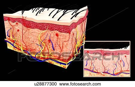 Human skin anatomy, artwork View Large Illustration Clipart - Human skin anatomy, artwork. Fotosearch