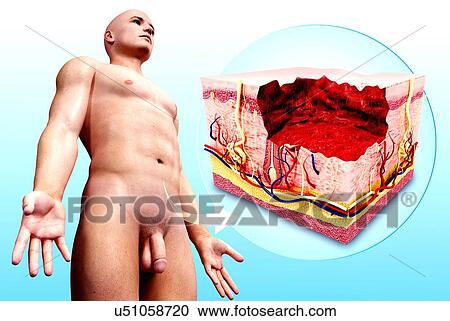 Human skin anatomy, artwork View Large Illustration Clipart - Human skin anatomy, artwork. Fotosearch