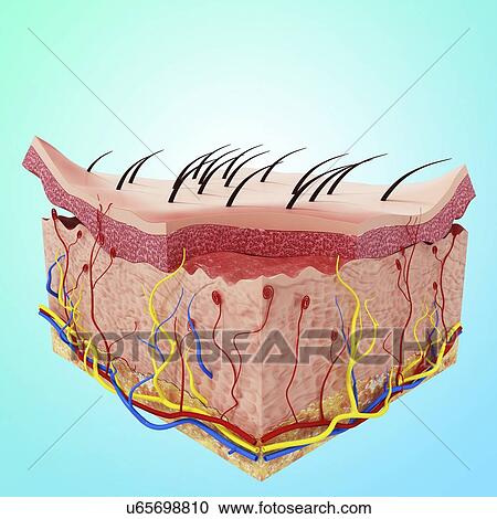 Human skin anatomy, artwork View Large Illustration Clipart - Human skin anatomy, artwork. Fotosearch