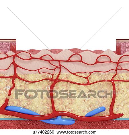 Clipart - Human skin anatomy, artwork. Fotosearch