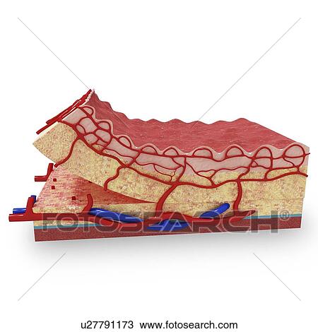 Human skin anatomy, artwork View Large Illustration Drawing - Human skin anatomy, artwork. Fotosearch