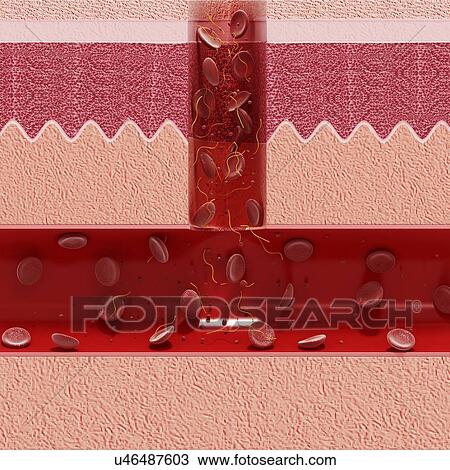 Human skin anatomy, artwork View Large Illustration Drawing - Human skin anatomy, artwork. Fotosearch