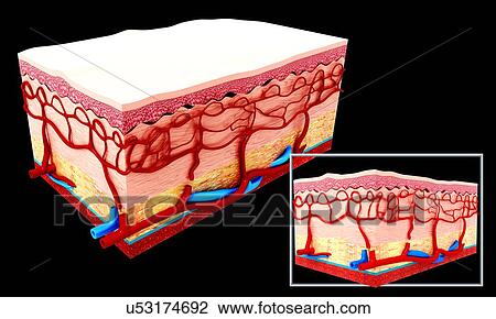 Drawing - Human skin anatomy, artwork. Fotosearch