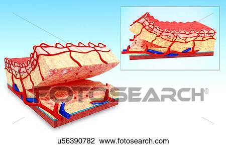 Human skin anatomy, artwork View Large Illustration Drawing - Human skin anatomy, artwork. Fotosearch