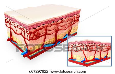Human skin anatomy, artwork View Large Illustration Drawing - Human skin anatomy, artwork. Fotosearch