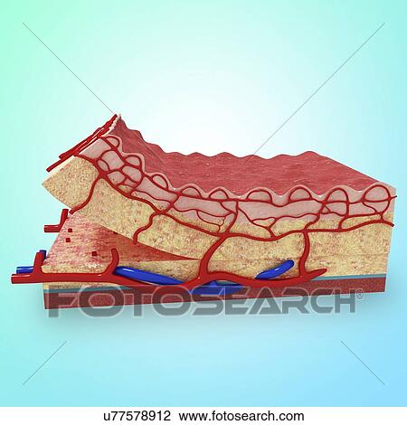 Drawing - Human skin anatomy, artwork. Fotosearch