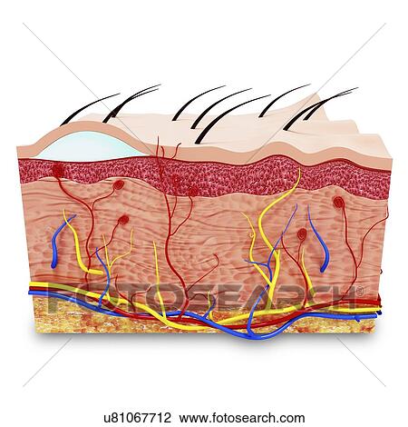  Human  skin  anatomy artwork Drawing  u81067712 Fotosearch