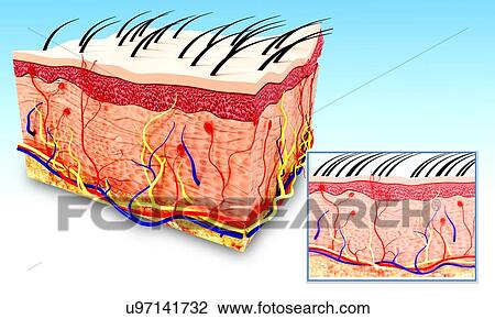 Drawing - Human skin anatomy, artwork. Fotosearch