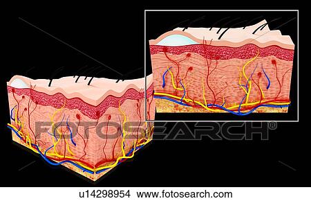 Human skin anatomy, artwork View Large Illustration Stock Illustration - Human skin anatomy, artwork. Fotosearch