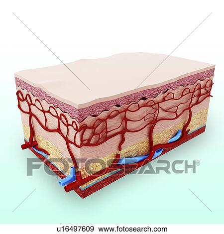 Human skin anatomy, artwork View Large Illustration Stock Illustration - Human skin anatomy, artwork. Fotosearch