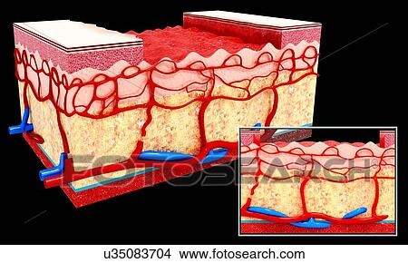 Human skin anatomy, artwork View Large Illustration Stock Illustration - Human skin anatomy, artwork. Fotosearch