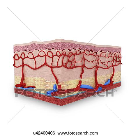 Human skin anatomy, artwork View Large Illustration Stock Illustration - Human skin anatomy, artwork. Fotosearch