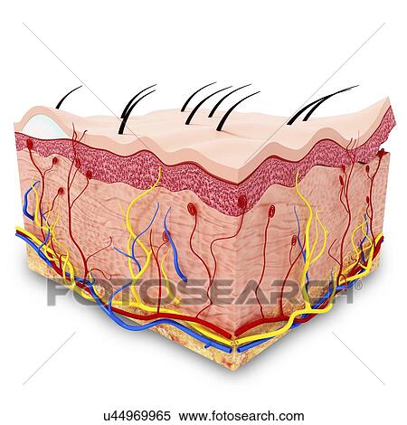 Stock Illustration - Human skin anatomy, artwork. Fotosearch