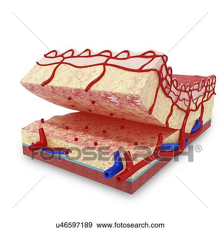 Stock Illustration - Human skin anatomy, artwork. Fotosearch