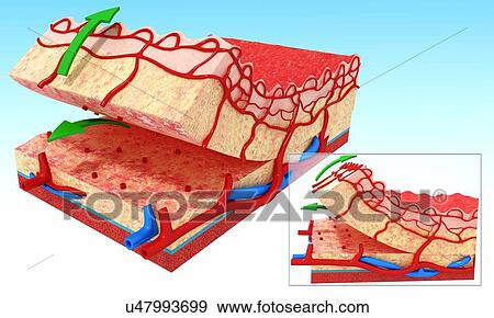 Human skin anatomy, artwork View Large Illustration Stock Illustration - Human skin anatomy, artwork. Fotosearch
