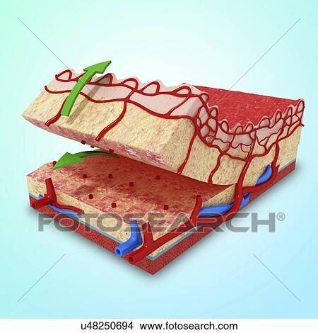 Stock Illustration - Human skin anatomy, artwork. Fotosearch