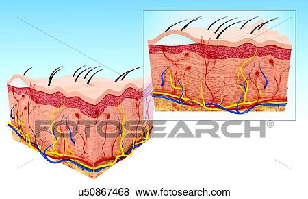 Stock Illustration - Human skin anatomy, artwork. Fotosearch