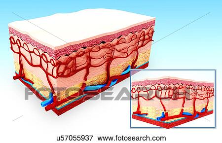 Human skin anatomy, artwork View Large Illustration Stock Illustration - Human skin anatomy, artwork. Fotosearch