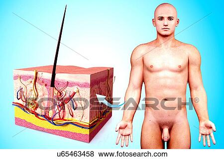 Human skin anatomy, artwork View Large Illustration Stock Illustration - Human skin anatomy, artwork. Fotosearch