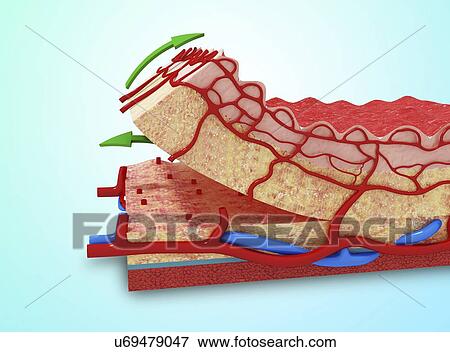 Stock Illustration - Human skin anatomy, artwork. Fotosearch