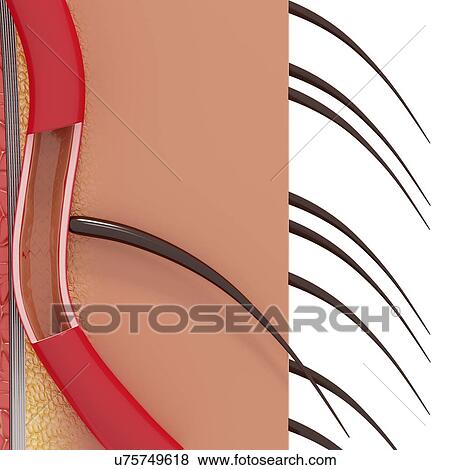 Stock Illustration - Human skin anatomy, artwork. Fotosearch
