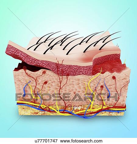 Stock Illustration - Human skin anatomy, artwork. Fotosearch