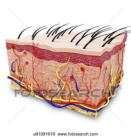 Human skin anatomy, artwork View Large Illustration Stock Illustration - Human skin anatomy, artwork. Fotosearch