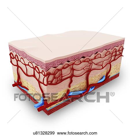 Stock Illustration - Human skin anatomy, artwork. Fotosearch