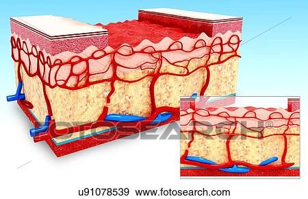 Human skin anatomy, artwork View Large Illustration Stock Illustration - Human skin anatomy, artwork. Fotosearch
