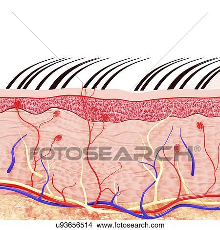 Stock Illustration - Human skin anatomy, artwork. Fotosearch