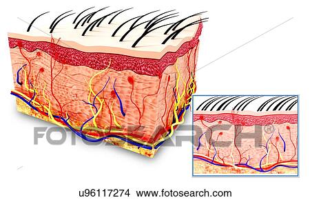 Stock Illustration - Human skin anatomy, artwork. Fotosearch