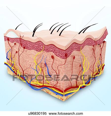 Stock Illustration - Human skin anatomy, artwork. Fotosearch