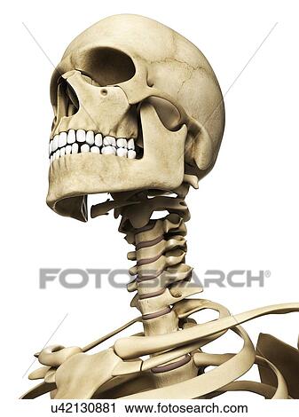 Clip Art - Human skull, artwork. Fotosearch