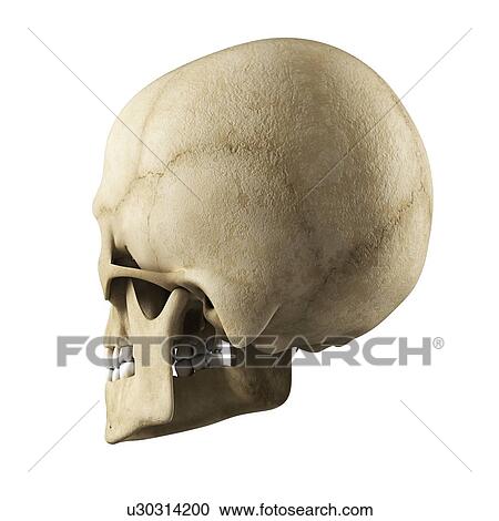 Human skull, artwork View Large Illustration Clipart - Human skull, artwork. Fotosearch
